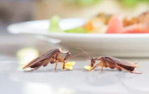 Two American cockroaches eating food in front of a plate.
