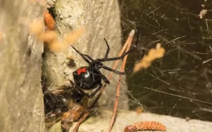 Black widow spider resting in a web.