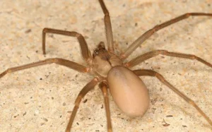 Brown recluse spider crawling across a brown, speckled floor