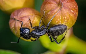 Large black carpenter ant crawling across a piece of fruit