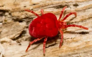 A bright red clover mite on porous wood.