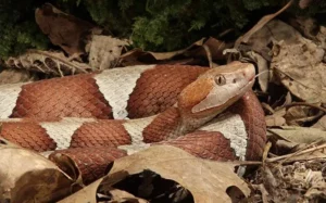 Image of a copperhead snake curled up in a pile of leaves.