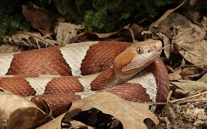 Snake Removal! & Testing Snake Repellant 