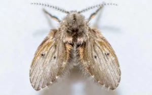 Close up image of a fuzzy drain fly