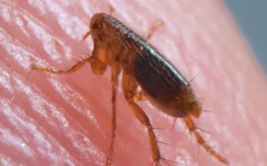 Macro image of a flea biting a person's skin