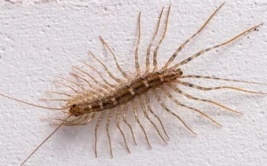 House centipede crawling a white kitchen wall
