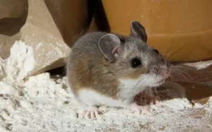 A small brown and white house mouse runs through and eats flour in a pantry.