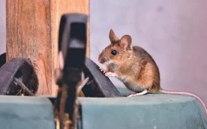 House mouse resting on metal patio furniture