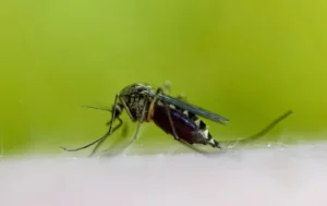 A black and white mosquito biting someone.