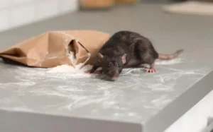 Norway rat invading a bag of flour on a grey counter. The large rat has spread flour over the counter and torn the flour bag.