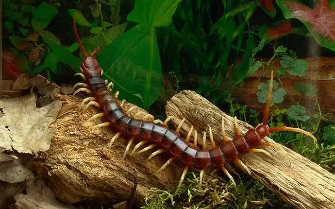 A large centipede crawling across two pieces of wood outdoors.