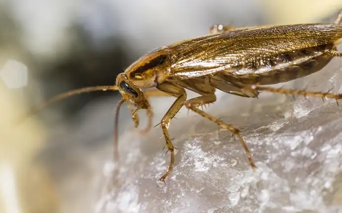 A macro image of a German cockroach on a crystal.