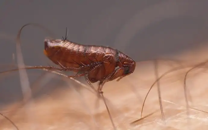 A flea perched on a person's body hair.