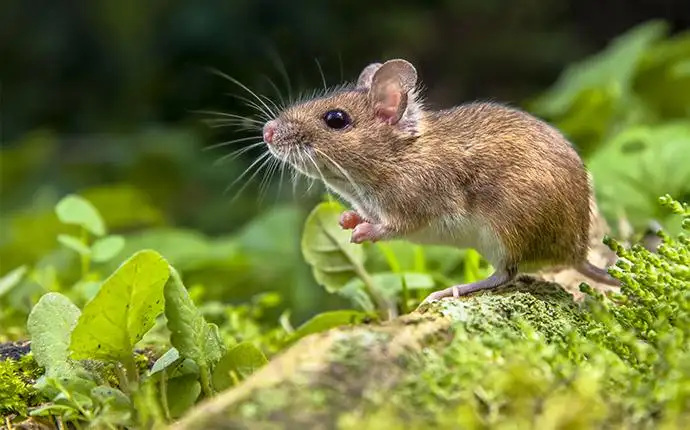A small field mouse perched on a tree limb with overgrown moss and grass.
