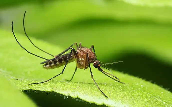 A brown and white mosquito resting on a green leaf.