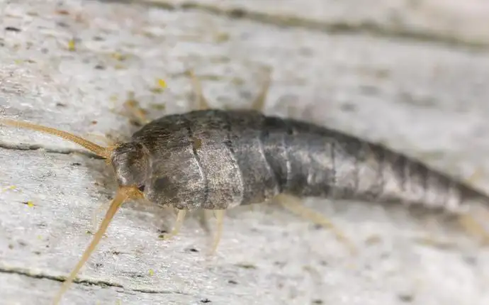 A macro image of a silverfish on a wooden surface.