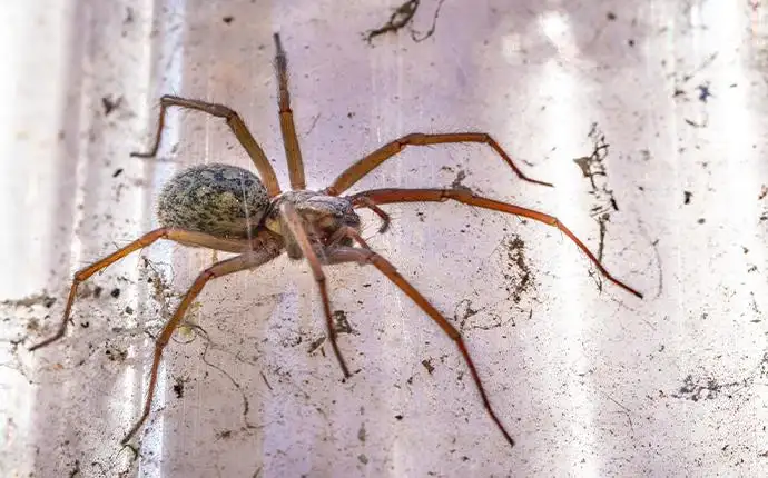 A large brown spider resting on a dirty glass surface.