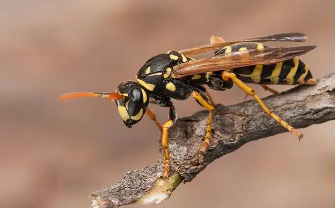 A close-up image of a yellow jacket on a brown tree limb.