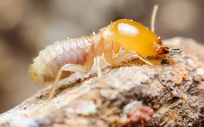 White and amber termite resting on a brown, wooden surface.