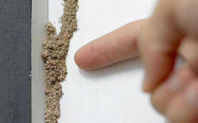 A person is pointing to a small, brown termite med tube on the exterior of a white wall.