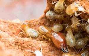 A soldier termite surrounded by smaller worker termites in a termite mound.