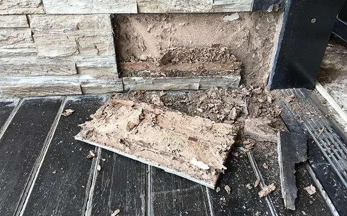Termites In A Slab Construction Home - Innovative Pest Solutions