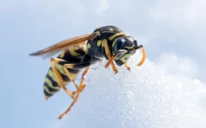 Yellow jacket wasp resting on a pile of snow or salt.