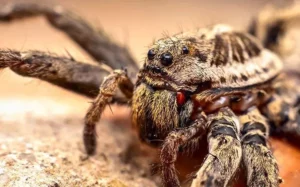 Maco image of a wolf spider's face
