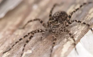 Macro image of a hairy wolf spider