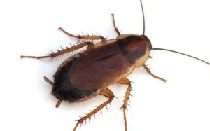 Large wood cockroach crawling on a white wall