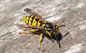 Macro image of a yellow jacket crawling on a wooden table