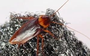 American cockroach crawling on steel wool