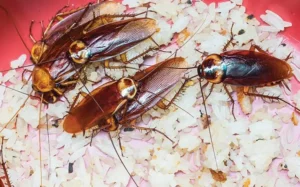 American cockroaches in a bowl of rice