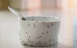 Tiny black ants crawling a dish in the kitchen