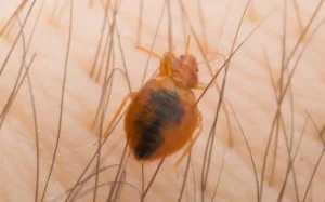 Bed bug biting someon's skin