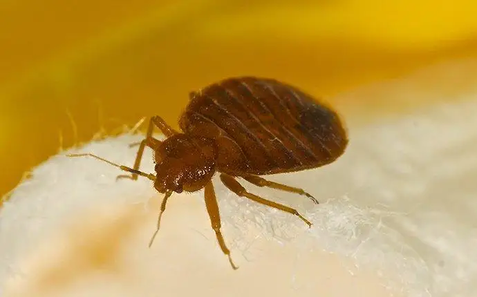 Bed bug crawling on bedding