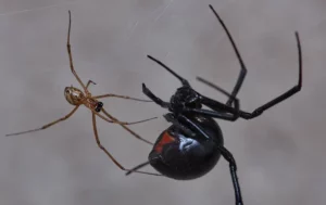 Female and male black widow spider on a web