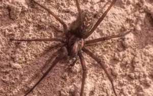 Brown recluse spider crawling on a wall