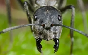 Macro shot of a carpenter ant's face
