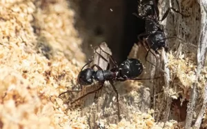 carpenter ants destroying wood in ellensburg