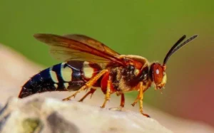 Cicada killer wasp perched on a rock