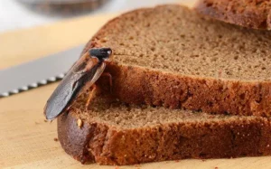 Cockroach crawling through two pieces of bread in a kitchen