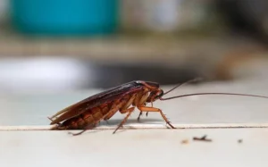 Cockroach in a kitchen