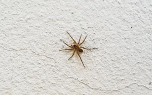 Common house spider crawling on a white wall