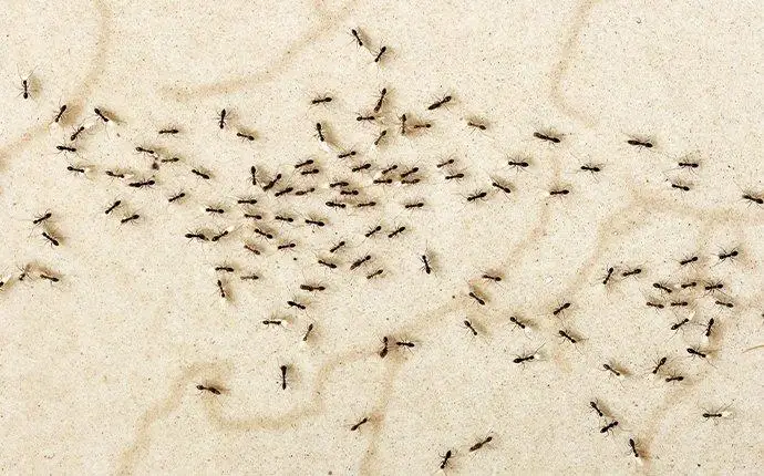 Crazy ants swarming on concrete