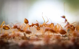 Fire ants cralwing over one another
