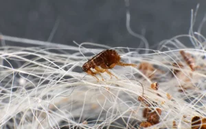 Fleas crawling through white dog fur