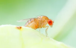 A fruit fly with red eyes on an apple