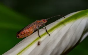 Goldernrain tree bug on a leaf