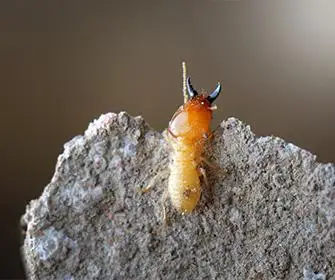Soldeir termite crawling up concrete